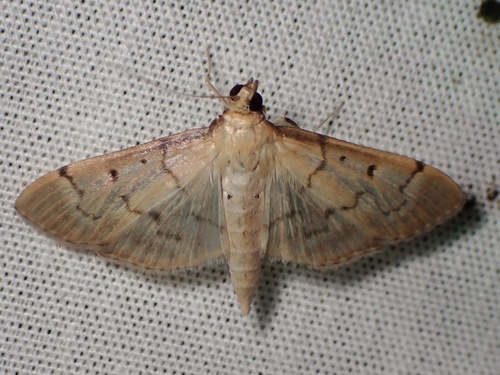 Southern Beet Webworm Moth