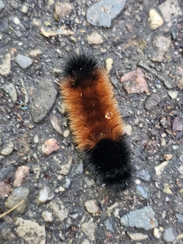 Isabella Tiger Moth