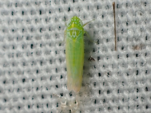 Potato Leafhopper