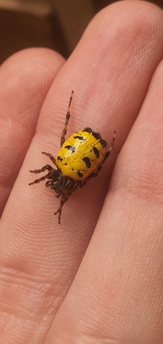 Alpaida truncata