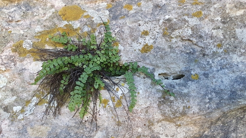 maidenhair spleenwort