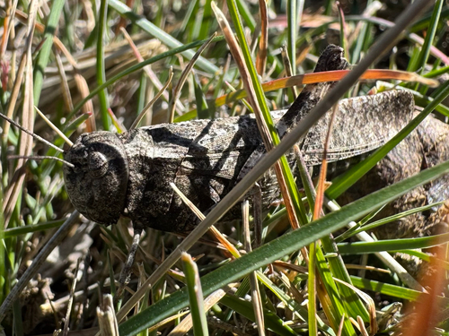 Speckle-winged Rangeland Grasshopper