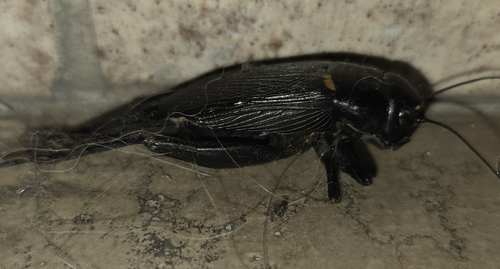 Southern Field Cricket