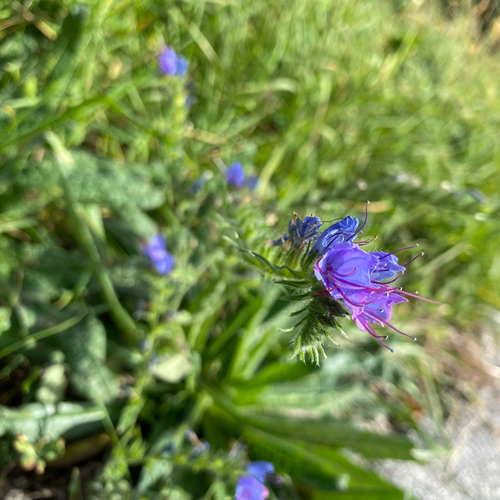 viper's-bugloss