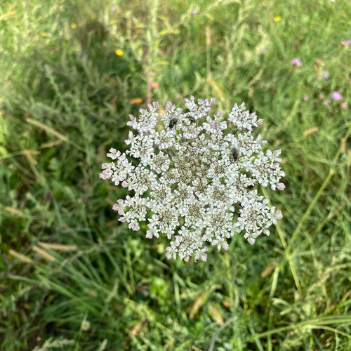 wild carrot