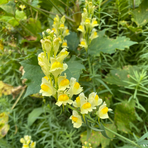 common toadflax