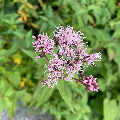 hemp agrimony