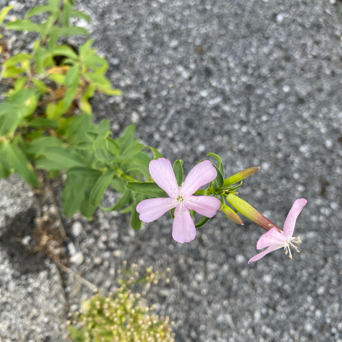 common soapwort