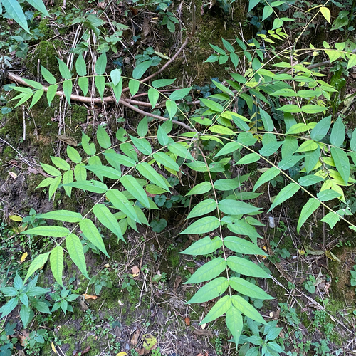 tree-of-heaven