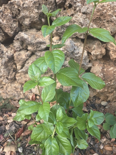 Laurustinus viburnum