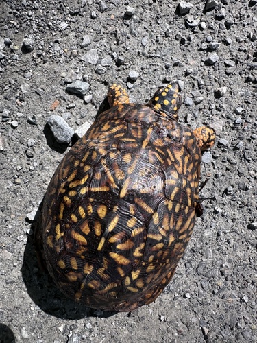 Eastern Box Turtle