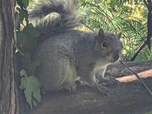 Eastern Gray Squirrel