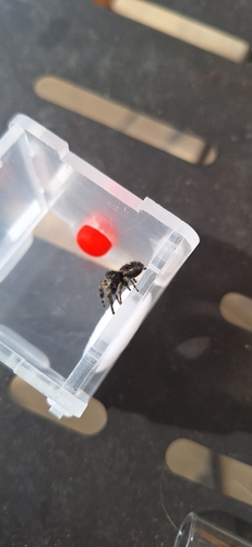 Bold Jumping Spider