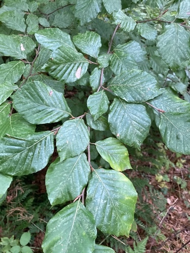 European beech