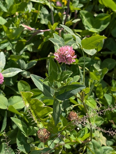 Red Clover