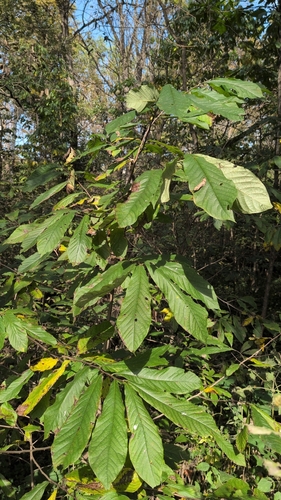 common pawpaw