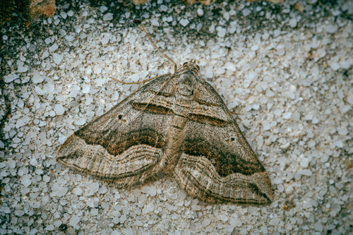 Spanish Carpet
