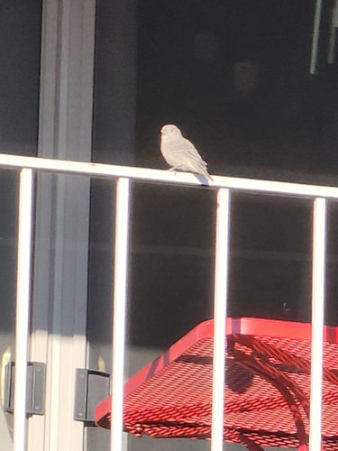 House Finch