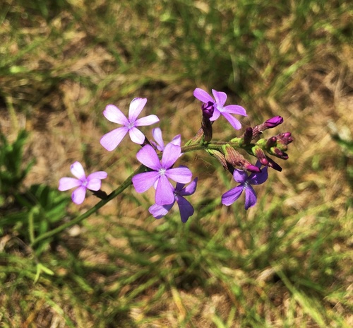 elongated bluehearts (Buchnera longifolia)