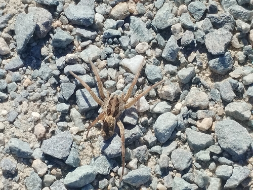 Radiated Wolf Spider