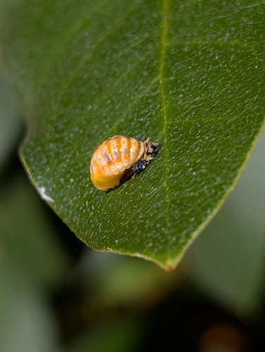 Asian Lady Beetle
