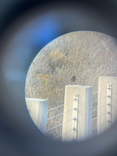 iNaturalist observation photo of Black Phoebe
