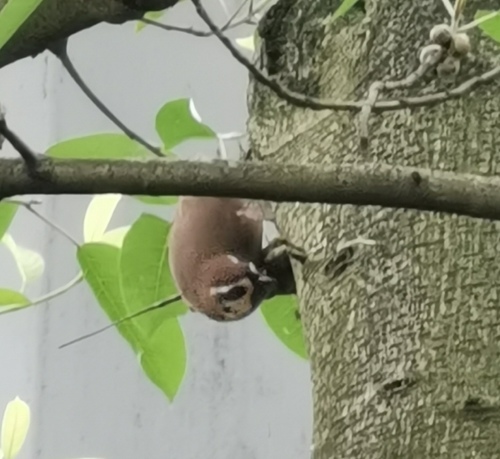 White-browed Laughingthrush