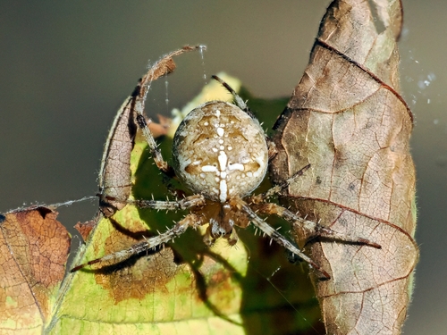 Cross Orbweaver
