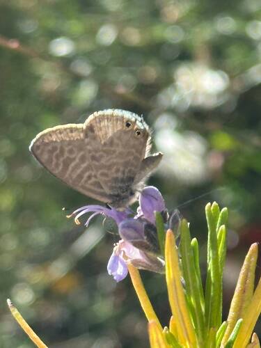 Lang's Short-tailed Blue