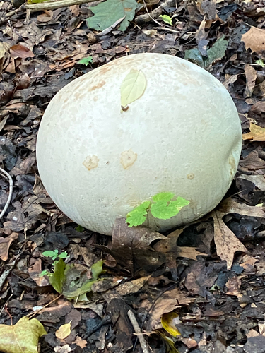 giant puffball