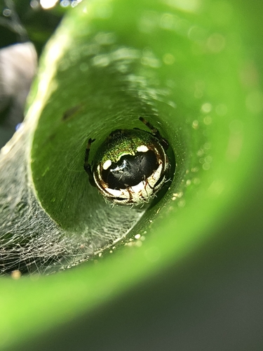 Alpaida truncata
