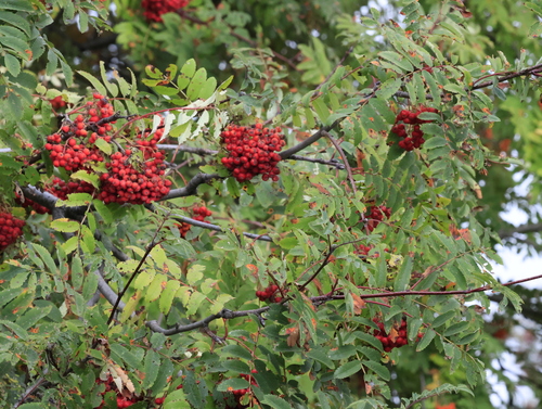 European mountain ash