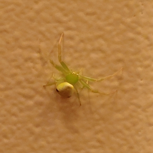 Triangle Crab Spider