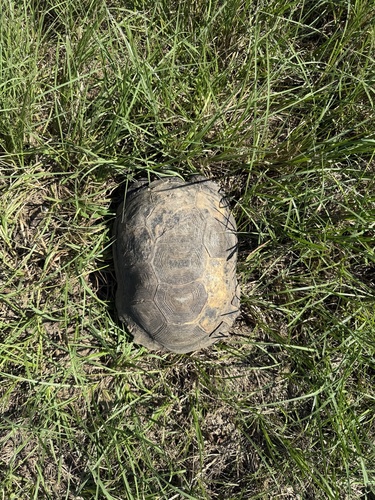 Gopher Tortoise