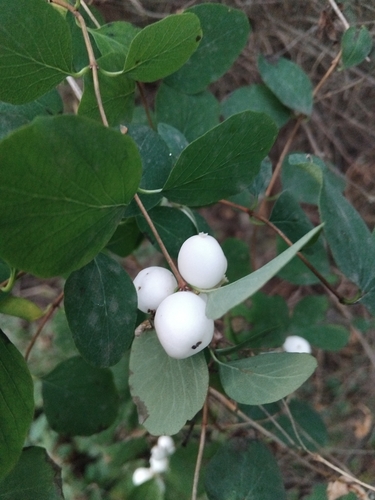 Common Snowberry