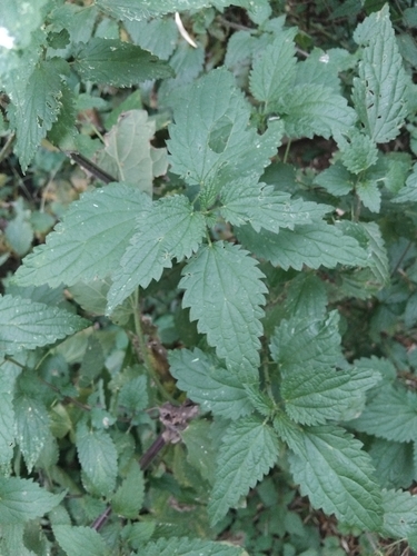 great stinging nettle
