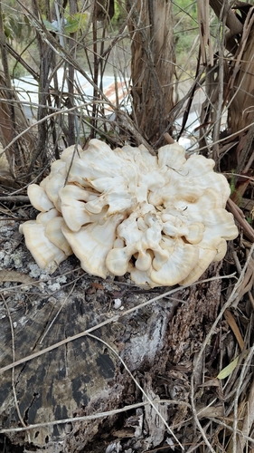 chicken of the woods