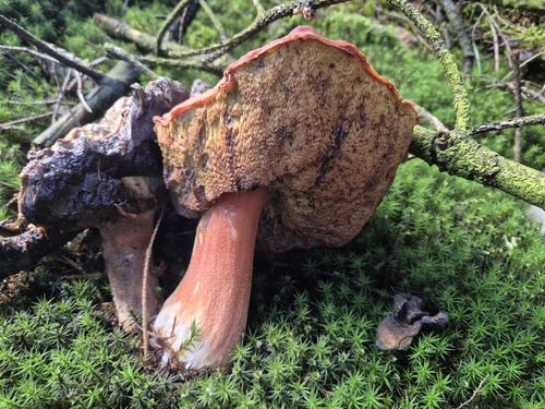 Pine Bolete