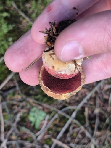 Dotted Stem Bolete