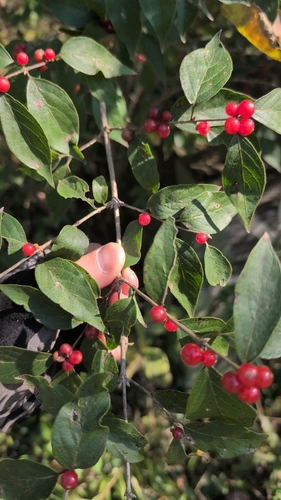 Amur honeysuckle