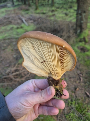 Velvet-footed Tap