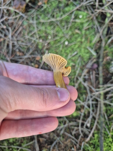 Yellowfoot