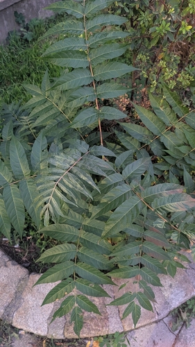 tree-of-heaven