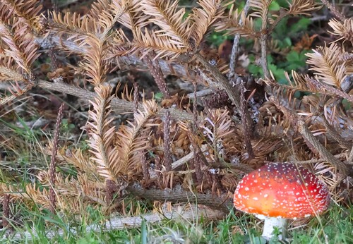 Fly Agaric