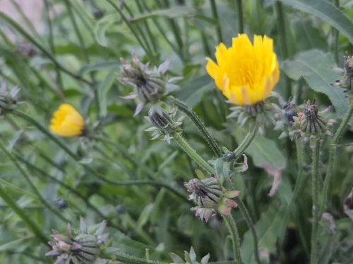Hawkweed Oxtongue
