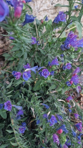 Lax Viper's-bugloss