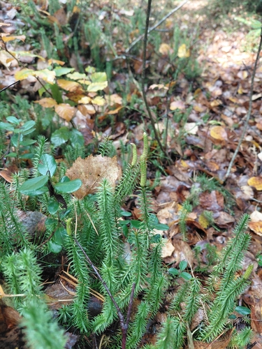 interrupted clubmoss