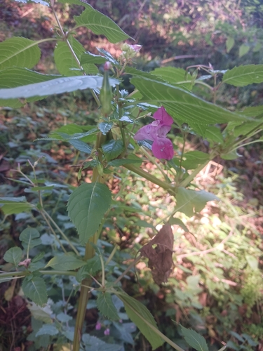 Himalayan balsam
