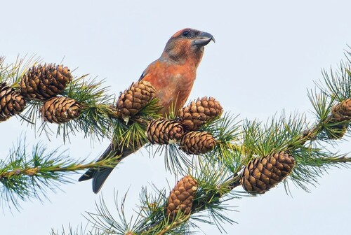 Red Crossbill