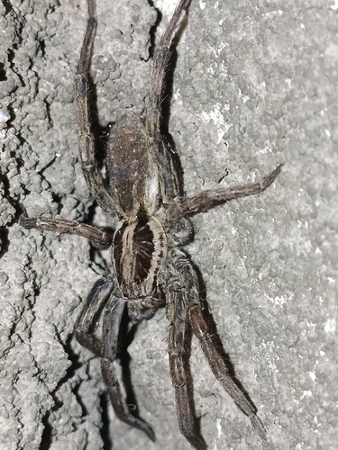 Radiated Wolf Spider